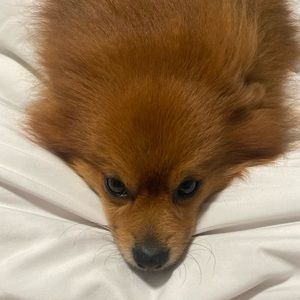 Meet your Posher, Jenniffer